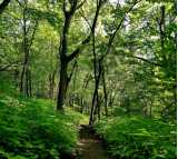 Path through the woods