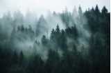 forest shrouded in fog