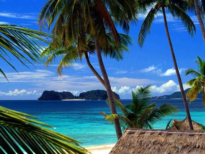 A beach with palm trees in Hawaii.