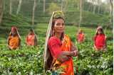 Indian woman working in an agricultural job.