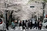 People crossing road under cherry trees in bloom