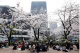 Cherry blossoms in bloom in a square in Japan with groups of people sitting and eating lunch beneath the trees 