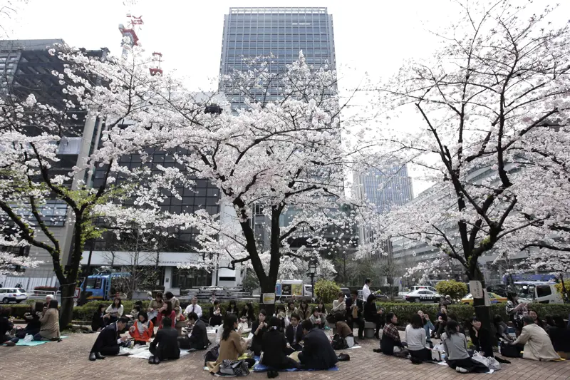 Cherry blossoms in bloom in a square in Japan with groups of people sitting and eating lunch beneath the trees 